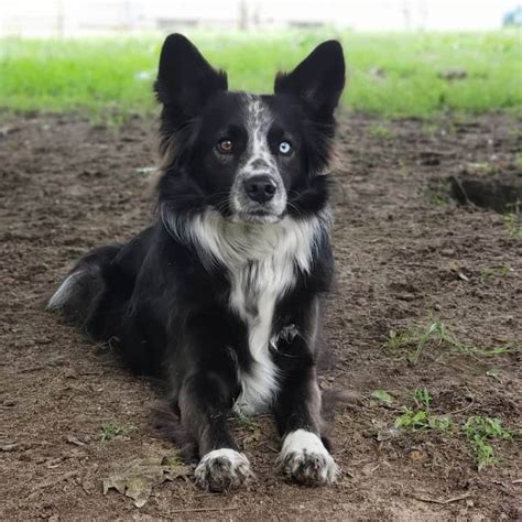 Most mixes tend to favor the Border Collie parent more though they may have a long Border Collie tail or the Australian Shepherd’s bobtail. One striking feature …